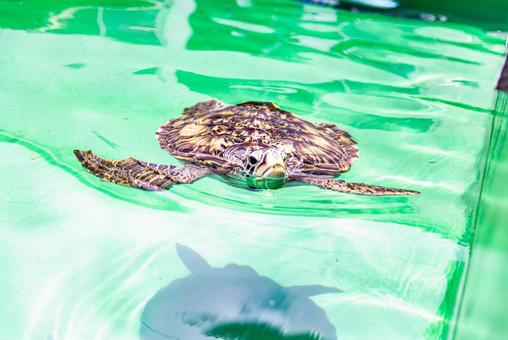 小笠原諸島・父島 アオウミガメ 小笠原諸島・父島 アオウミガメの写真