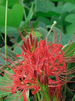 彼岸花の花 彼岸花の花の写真