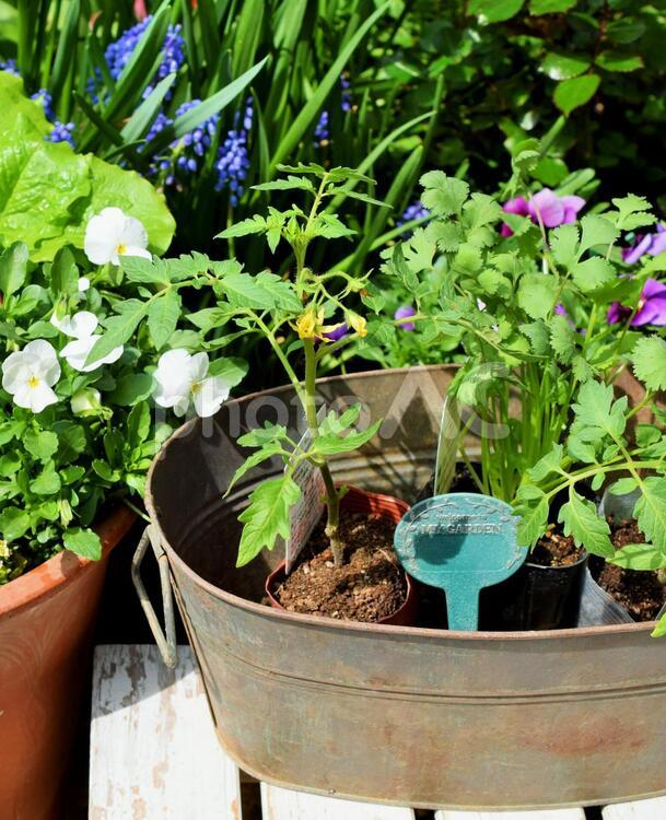 苗の植え付け、ガーデニング 苗,植え付け,春の写真素材