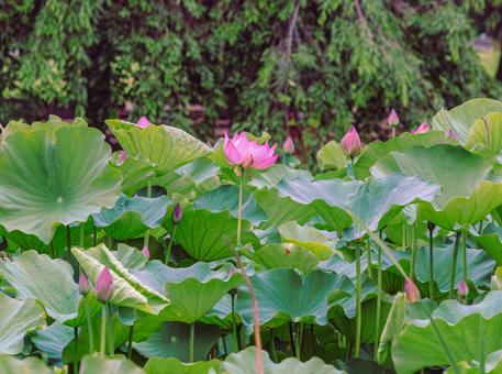ハス池 ハスの花4ー42 ハス池 ハスの花4ー42 古代ハス,ハス,ハスの花の写真素材