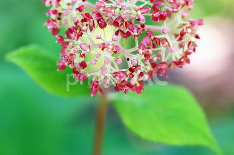公園に咲く可憐な赤いアジサイの花 紫陽花,アジサイ,あじさいの写真素材