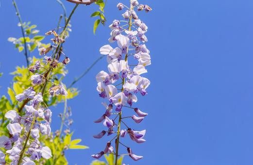 骨波田の藤棚の藤の花65 骨波田の藤棚の藤の花65の写真