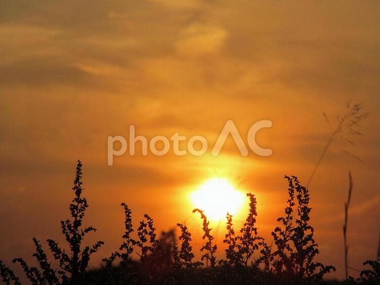 夕日と植物 夕日,夕日の光,オレンジ色の空の写真素材