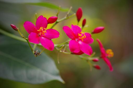 提琴桜 テイキンザクラ ナンヨウサクラ 提琴桜 テイキンザクラ ナンヨウサクラ 提琴桜,テイキンザクラ,赤い花の写真素材