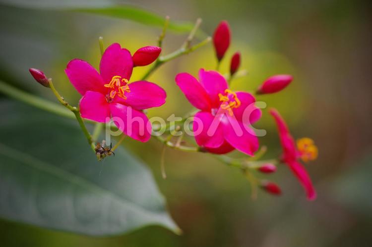 提琴桜　テイキンザクラ　ナンヨウサクラ 提琴桜,テイキンザクラ,赤い花の写真素材