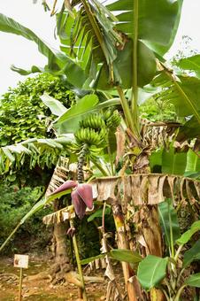 島バナナの木（おきなわワールド） 島バナナ,おきなわワールド,木の写真素材