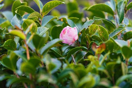 開花間近の可憐な朝倉山茶花 開花間近の可憐な朝倉山茶花 朝倉山茶花,山茶花,木花の写真素材