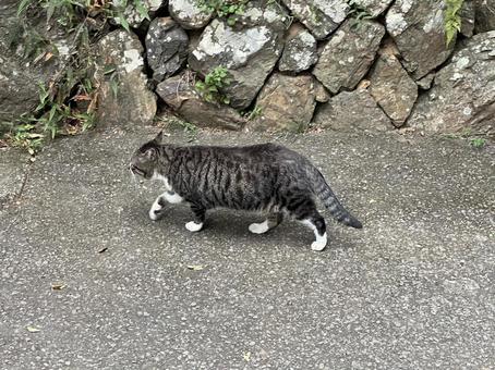 お散歩中の猫 お散歩中の猫 猫,地域猫,散歩中の写真素材