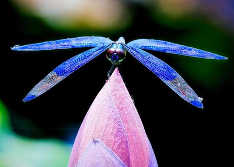虹色の翼 虹色の翼 トンボ,とんぼ,蜻蛉の写真素材