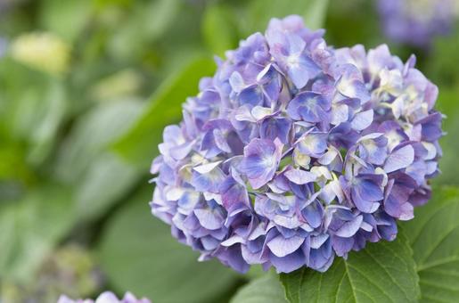 青紫色の美しいアジサイの花 青紫色の美しいアジサイの花の写真