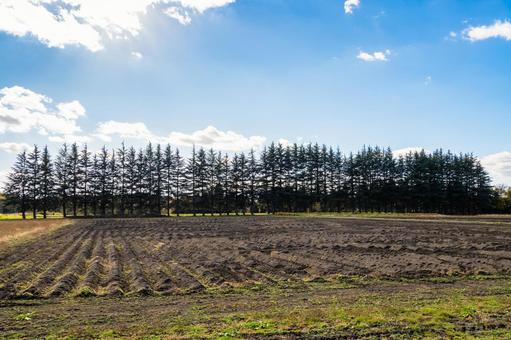 針葉樹の並木⑴ 木,並木,針葉樹の写真素材