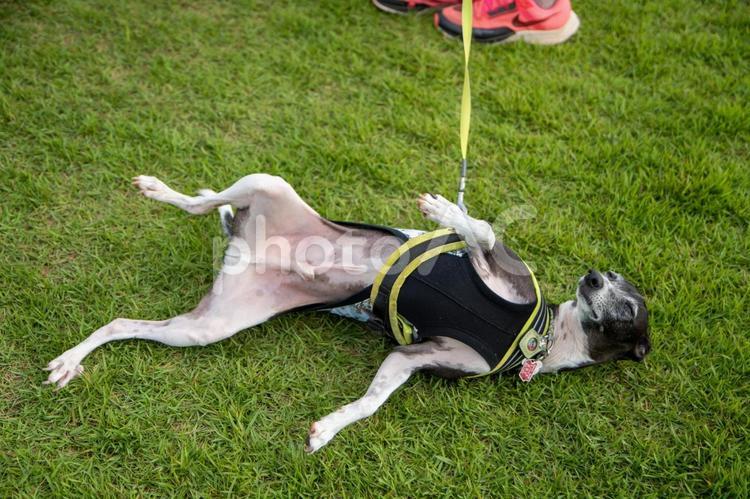 夏の公園で遊ぶイタグレ イタリアングレーハウンド,夏,イタグレの写真素材