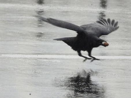 クルミを咥えて飛び立つカラス クルミを咥えて飛び立つカラスの写真