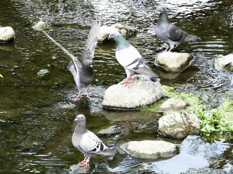 水辺の石の上に立つハト 水辺の石の上に立つハトの写真