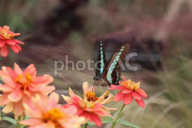 ちょうちょ ちょうちょ,花,屋外の写真素材