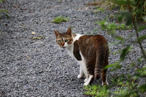 砂利道で振り返る猫 砂利道で振り返る猫の写真