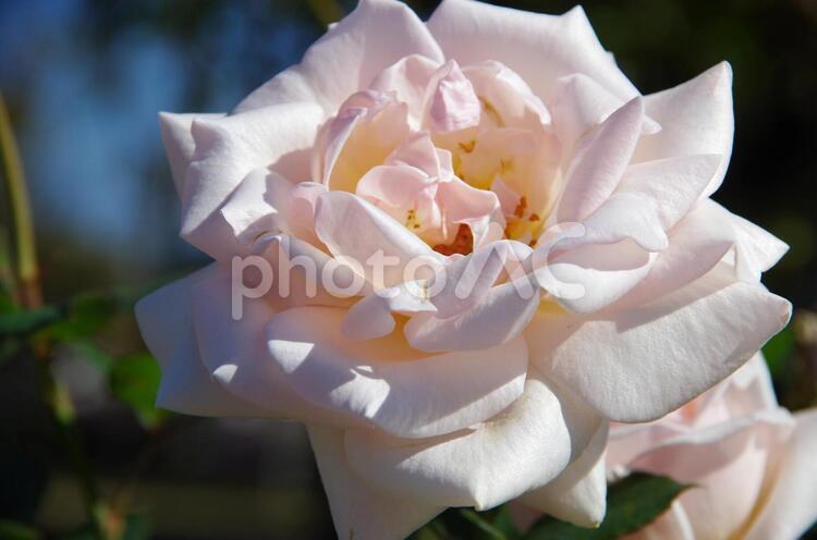 薔薇 花,愛,恋愛関係の写真素材