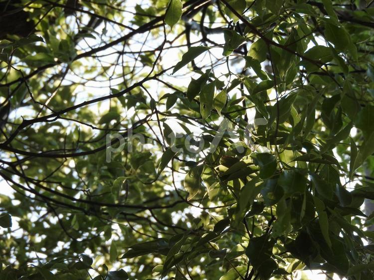 木漏れ日 木,植物,自然の写真素材