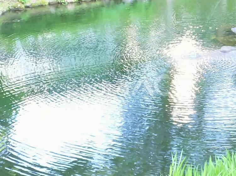 水面 水面,水,池の写真素材