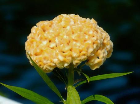 【花の写真】黄色いケイトウの花 【花の写真】黄色いケイトウの花の写真