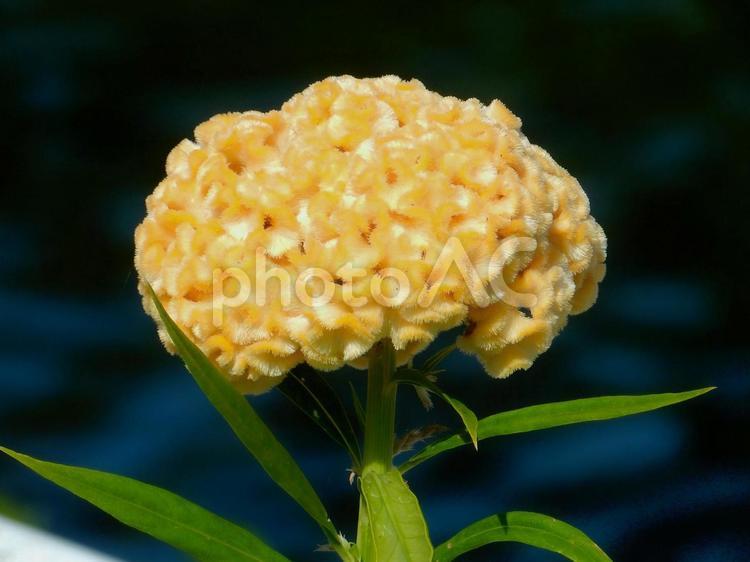 【花の写真】黄色いケイトウの花 ケイトウ,鶏頭,鶏冠の写真素材