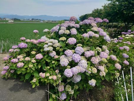 あじさい あじさいの写真