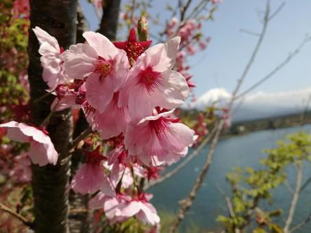 桜 桜の写真