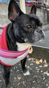 落ち葉のお持ち帰り フレンチブルドッグ,散歩,動物の写真素材