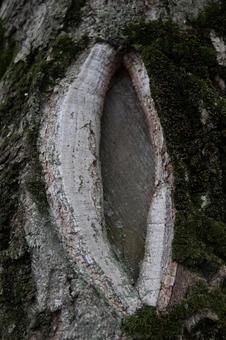 Photo, trees, wood, moss, 