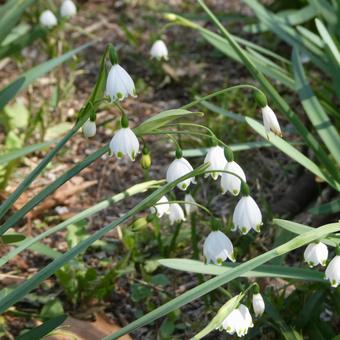Photo, flower, snowflake, white flowers, 