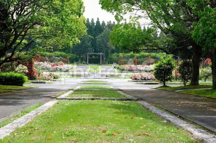 播磨中央公園　ばら園 ばら,バラ,薔薇の写真素材