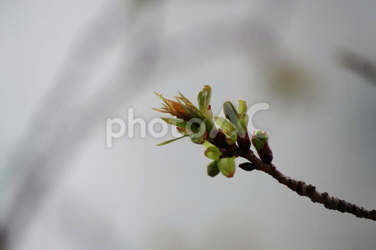花の散った枝 蕾,散る,枝の写真素材