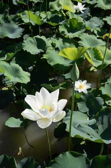 蓮の花 蓮の花の写真