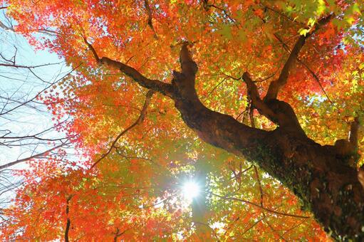 もみじ　紅葉　樹木　太陽 もみじ,紅葉,赤色の写真素材