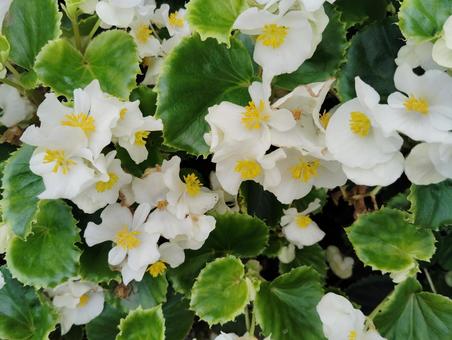 ベゴニア 白 ベゴニア 白 ベゴニア,花,咲くの写真素材