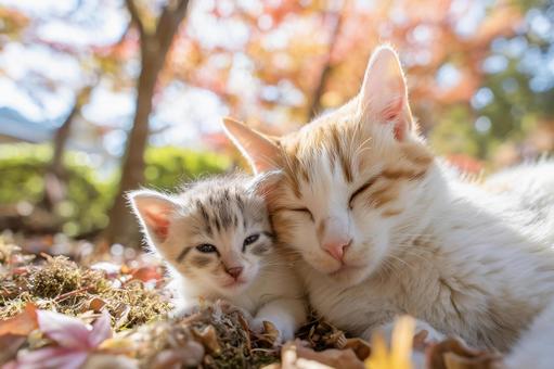紅葉した木の下で子猫に顔をくっつける親猫 紅葉した木の下で子猫に顔をくっつける親猫の写真