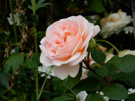 【薔薇の写真】バラの花 【薔薇の写真】バラの花 の写真