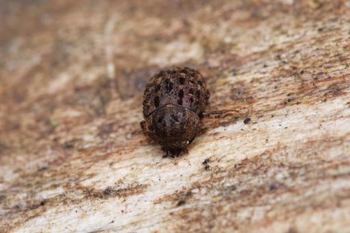 マダラクワガタ マダラクワガタ マダラクワガタ,クワガタ,甲虫の写真素材