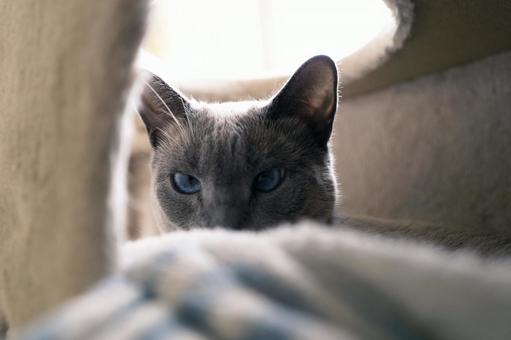 家猫の素材 家猫の素材の写真