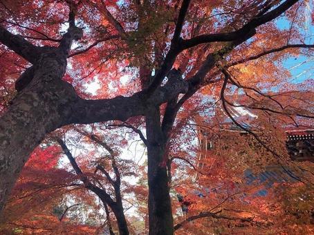 紅葉 紅葉の写真