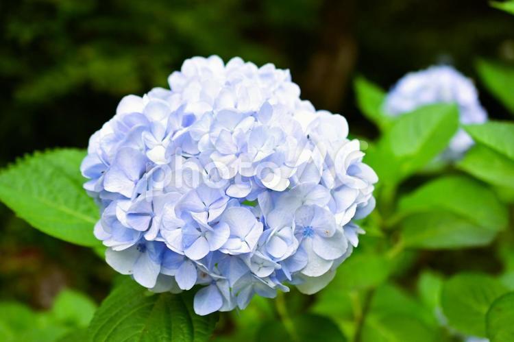 梅雨空に咲く水色のアジサイ 紫陽花,アジサイ,あじさいの写真素材