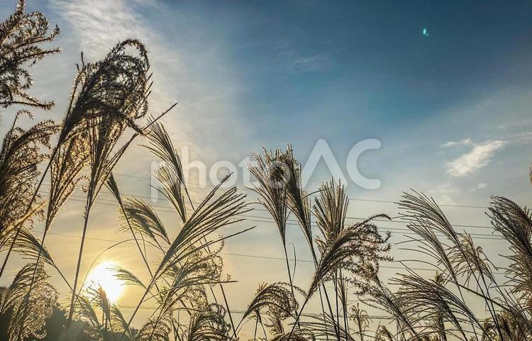 ススキの風景 自然,風景,ハイキングの写真素材