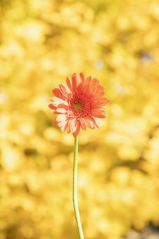 オレンジのガーベラ 植物,ガーベラ,がーべらの写真素材