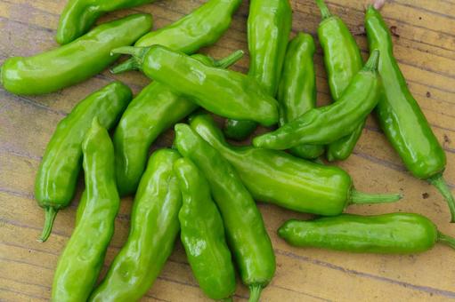 菜園で収穫したシシトウの写真