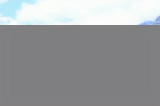 ネモフィラ畑の写真