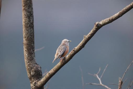 インドコムクドリ インドコムクドリ,野鳥,小鳥の写真素材