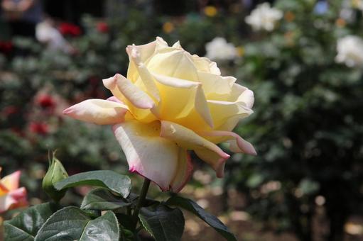 バラ・薔薇 ピース バラ・薔薇 ピースの写真