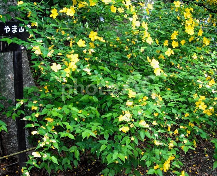 都内の公園を散歩 山吹,やまぶき,ヤマブキの写真素材