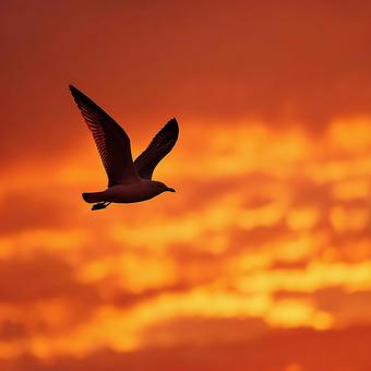 夕日に染まる、大空の鳥 夕日に染まる、大空の鳥の写真