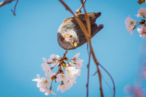 桜にとまるヒヨドリ 桜にとまるヒヨドリの写真